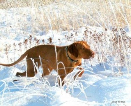 Image of Vanda Banda Lulu