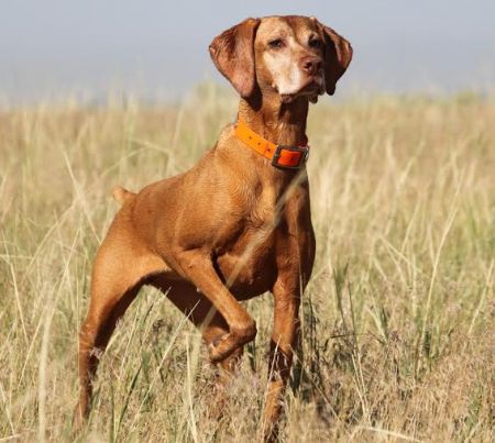 Image of Vizcaya's Raisin Caine