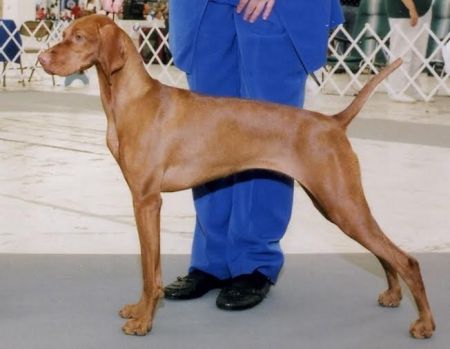 Image of Razn The Stakes