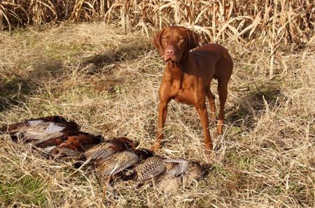 Image of Cameo's Closest To The Pin
