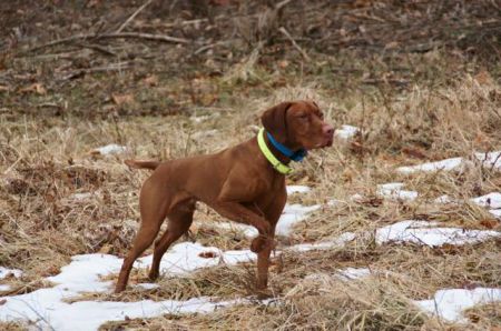 Image of Cameo's Closest To The Pin