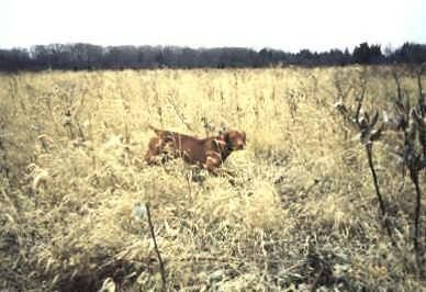 Image of Onpoints Gamma Ray