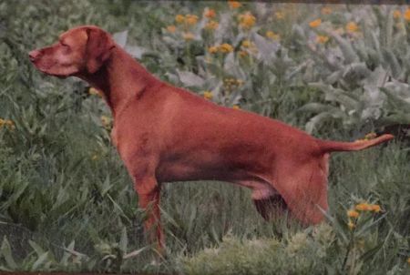 Image of Tierah's Buffalo Soldier