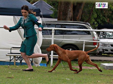 Image of Metropolis Debut Hunter