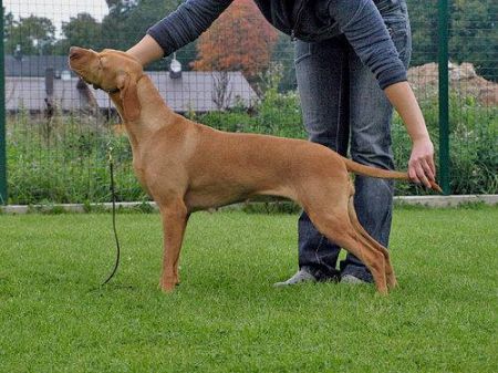 Image of Sugár Tango