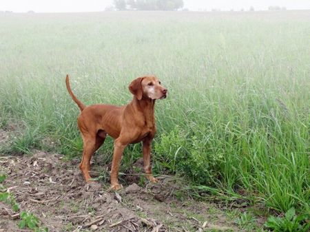 Image of Lundy's Red Bull