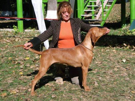 Image of Magasparti Rutinos Zsálya