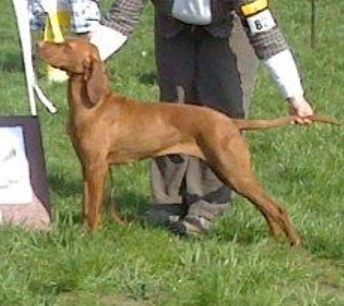 Image of Siómenti-Mayerházi Happy