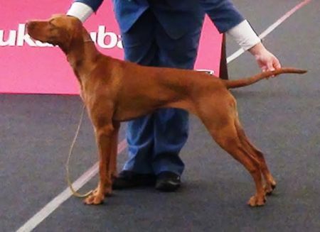 Image of Helvécia-Vadász Eper