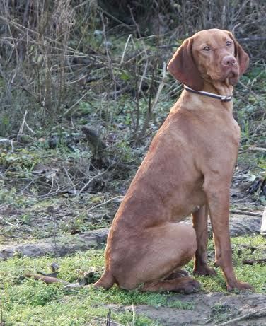 Image of Helvécia-Vadász Egres