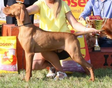 Image of Especial of Skyrocket