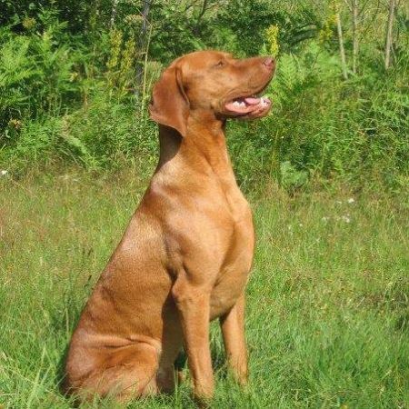 Image of Canine Cool Boy