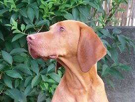 Image of Parlagi Vadasz