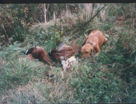 Image of Parlagi Szorgos