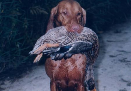 Image of Aporvölgyi Szorgos