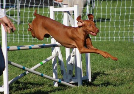 Image of Sokoldalu-N-Jaybren's Celestial Fyre