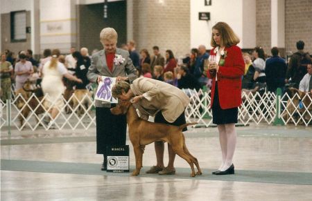 Image of Prairie's Cobalt Blue