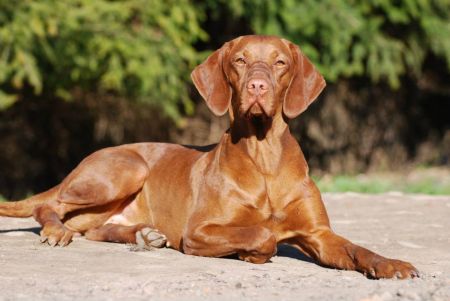 Image of Chmara Ruda Szata