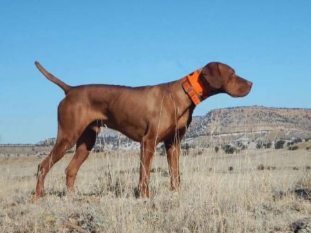 Image of Mira's Mr Playmaker