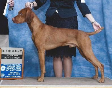 Image of Sassafras Checkered Flag Intimidator