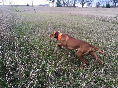 Image of Dp's Orult Raketa Kozett