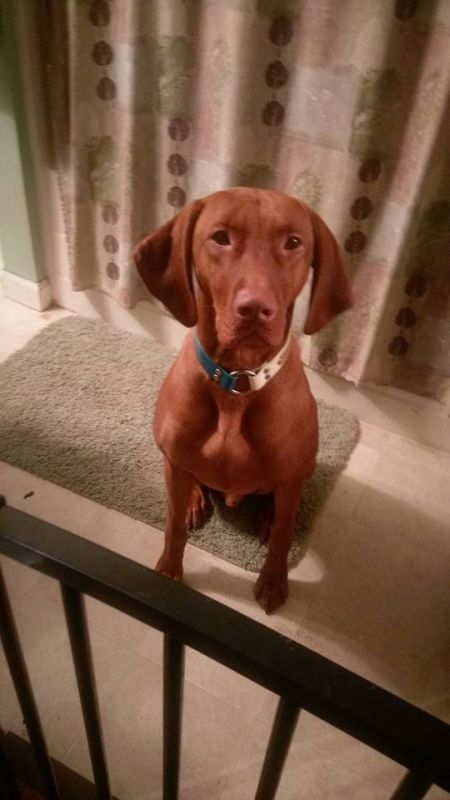 Image of Stardust N Stonepointes Legendary Journey