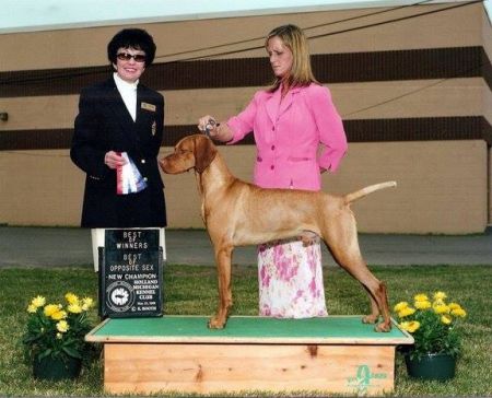 Image of Wingsong's Patriotic Spirit