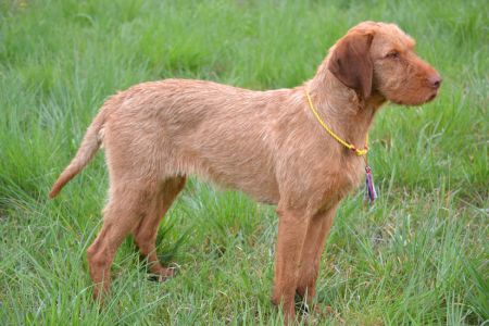 Image of Zöldmáli Pizsi