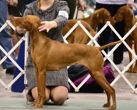 Image of Glade Mill Pink Catawba