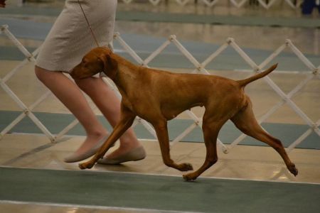 Image of Glade Mill Pink Catawba