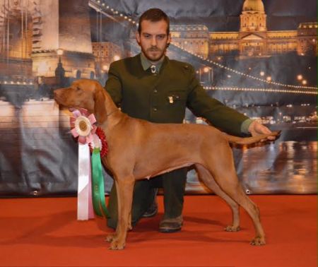 Image of Aranyvadász Varázs