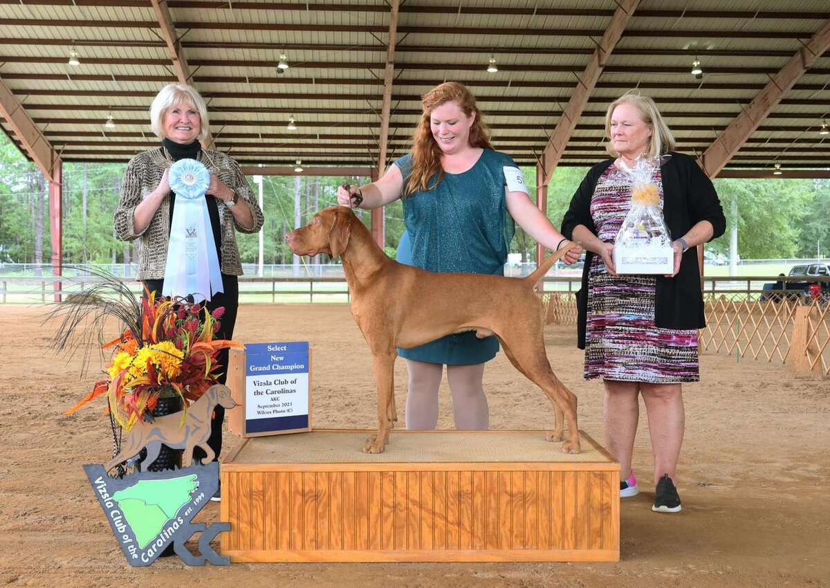 Image of Vizcaya's Jack Of Hearts