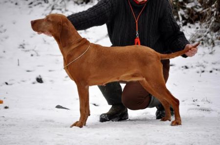 Image of Artemis Born for Boglárca Dolina Mirage