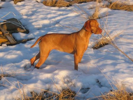 Image of Benchmark Bella Of The Ball