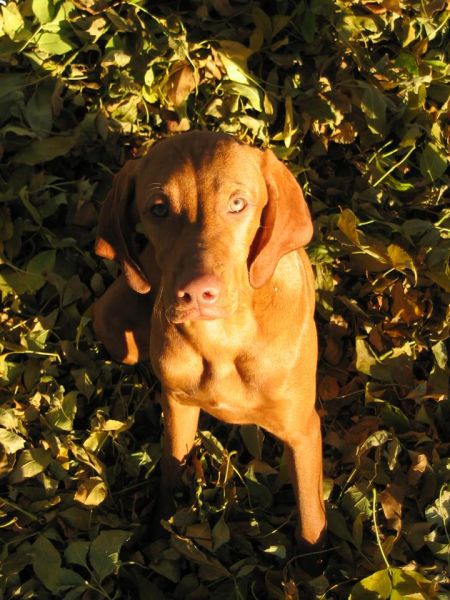 Image of Benchmark Bella Of The Ball