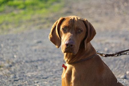 Image of Amigo von der Siezenheimerau