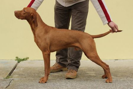 Image of Aranyvadász Vágta