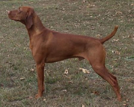 Image of Brazenrock Caveat Contender