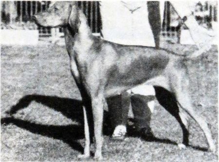 Image of Mesus Amber Lady