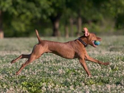 Image of Blitzkrieg Bop