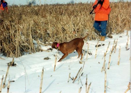 Image of Foxfire Russlure Buster