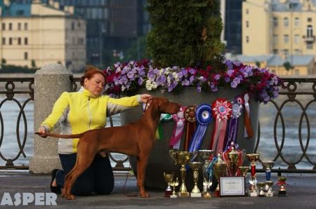 Image of Asper Autumnus Liberi