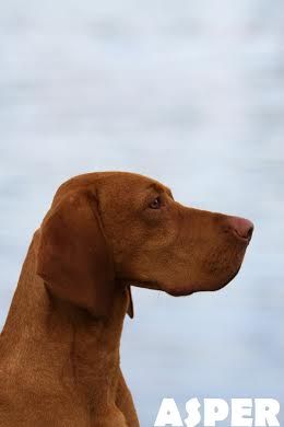 Image of Asper Autumnus Liberi