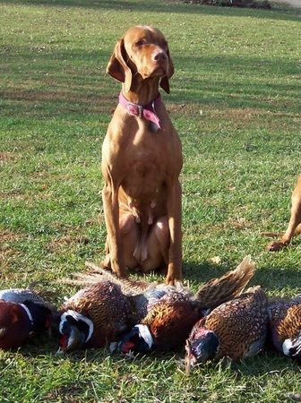 Image of Jnek's Little Miss Swing Kat