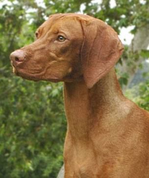 Image of Tamaron's Reign Of Fire