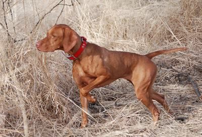 Image of Tamaron's Reign Of Fire