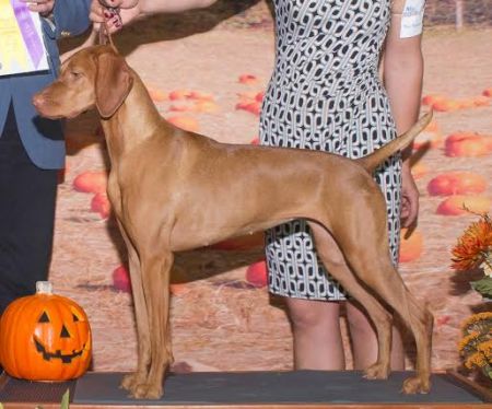 Image of Red Diamond Dancing At The Plaza