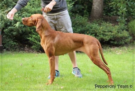 Image of Piri-Piri Pepperoni Team