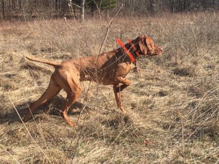 Image of Szizlin's Da' Burhdhunta