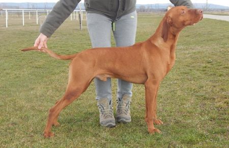 Image of Magasparti Rutinos Sumák